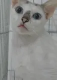 Catarina