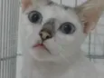 Catarina