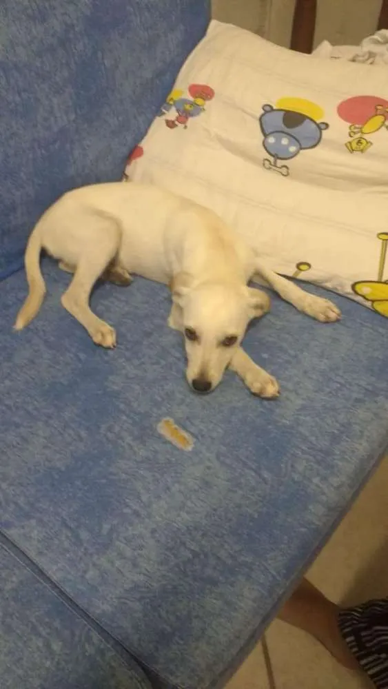 Cachorro ra a Sem Raça Definida idade 1 ano nome Paçoca