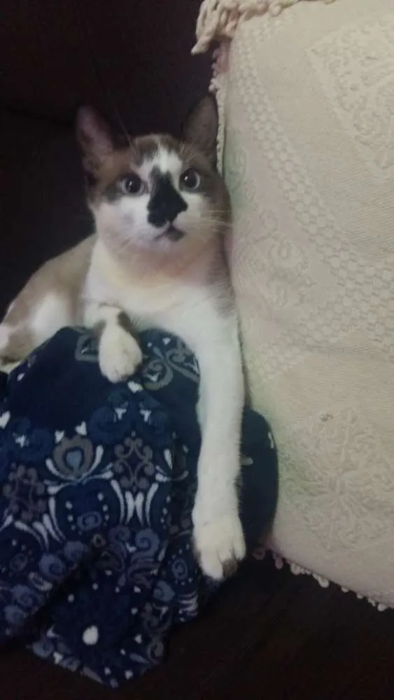 Gato ra a RND idade 7 a 11 meses nome Bento
