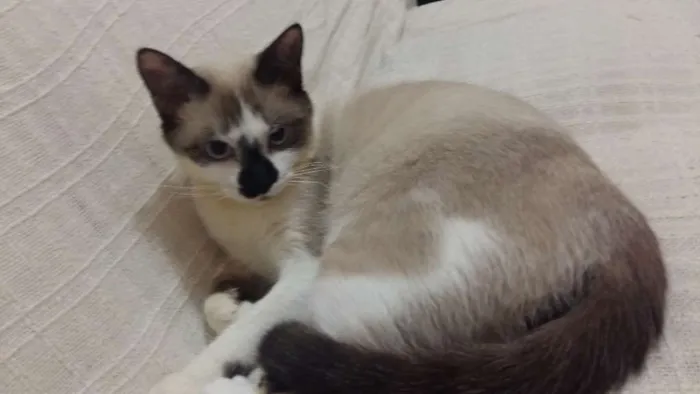 Gato ra a RND idade 7 a 11 meses nome Bento