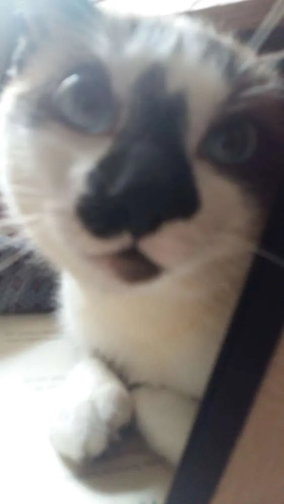 Gato ra a RND idade 7 a 11 meses nome Bento