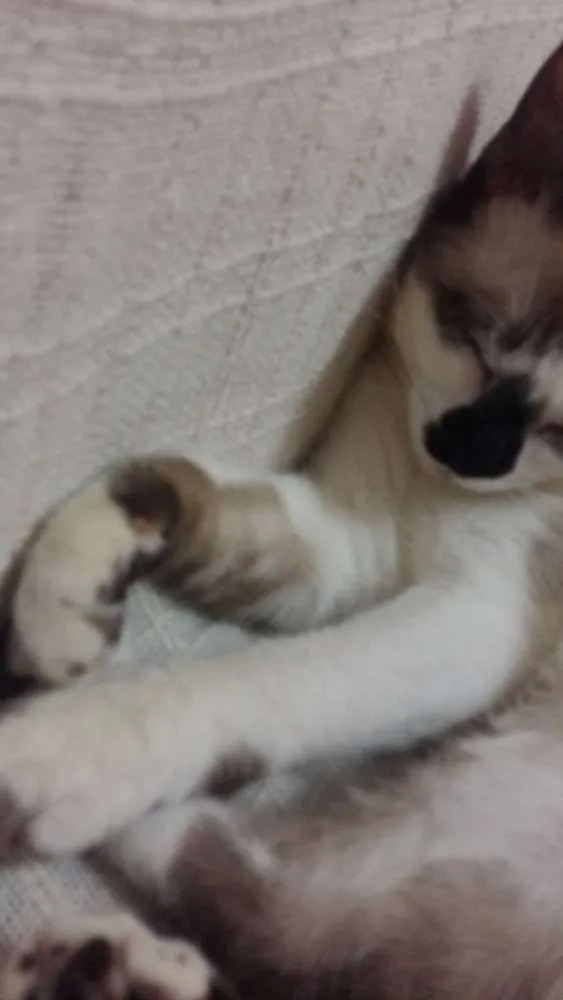 Gato ra a RND idade 7 a 11 meses nome Bento