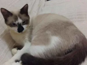 Gato raça RND idade 7 a 11 meses nome Bento