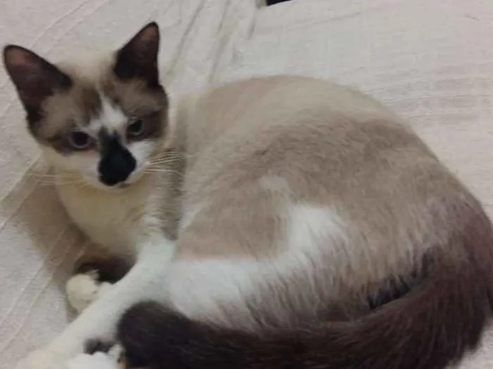 Gato ra a RND idade 7 a 11 meses nome Bento