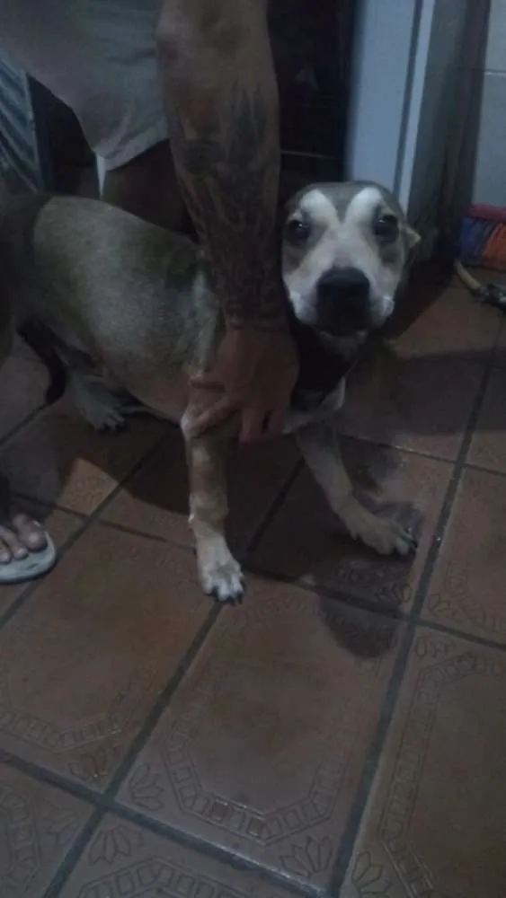 Cachorro ra a Misturado idade 1 ano nome Maloy