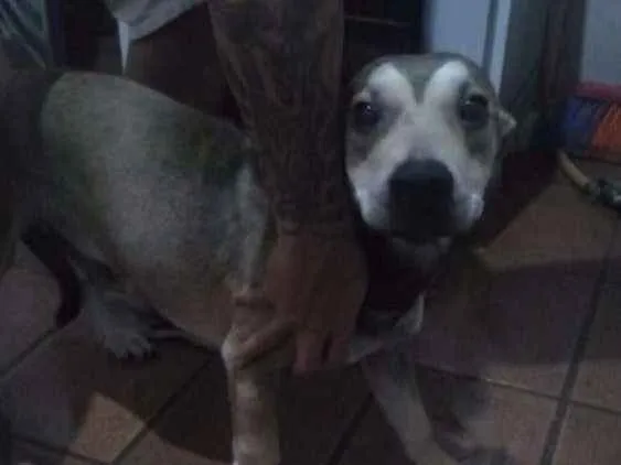 Cachorro ra a Misturado idade 1 ano nome Maloy