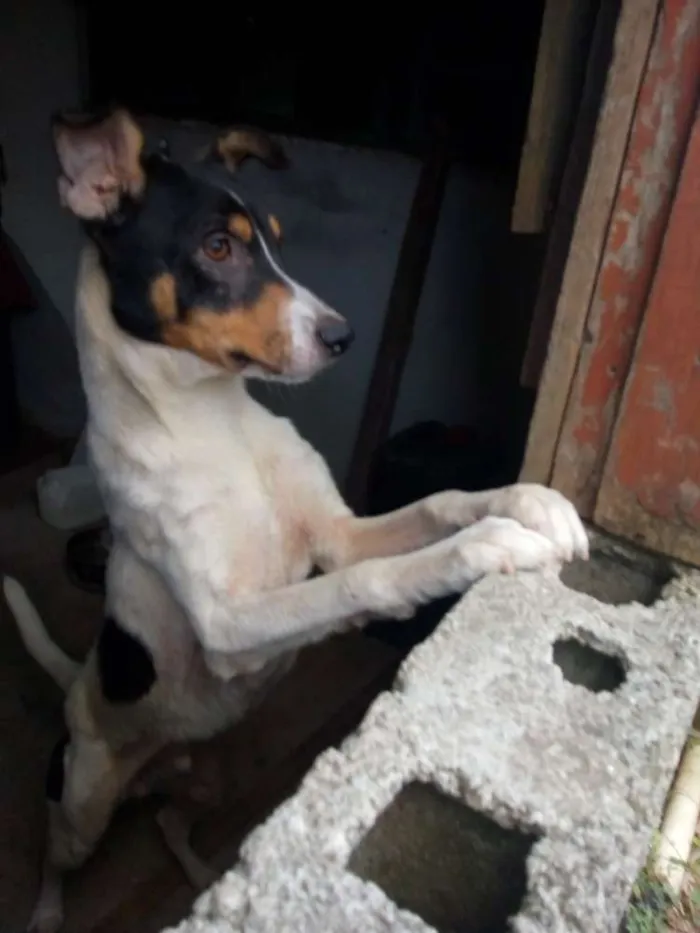 Cachorro ra a Vira lata idade 1 ano nome Romeu