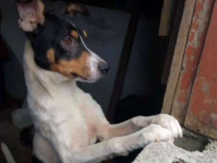 Cachorro ra a Vira lata idade 1 ano nome Romeu