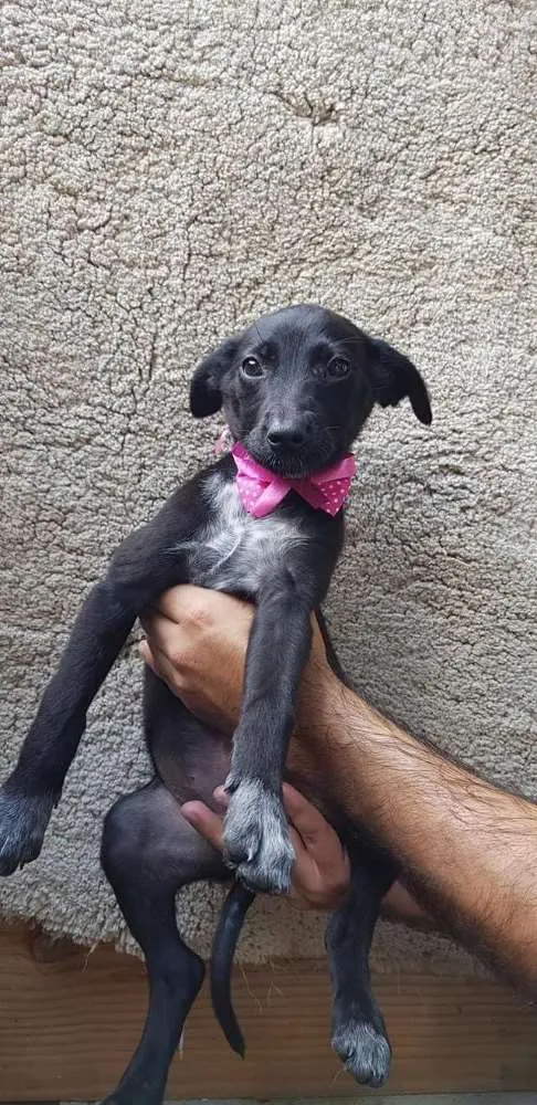 Cachorro ra a SRD idade 2 a 6 meses nome Pink