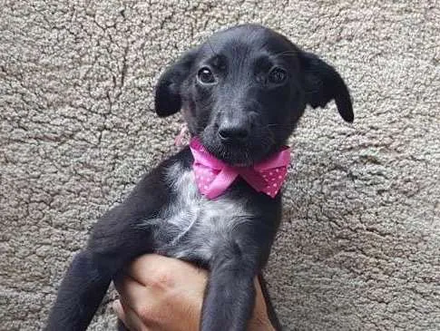Cachorro ra a SRD idade 2 a 6 meses nome Pink