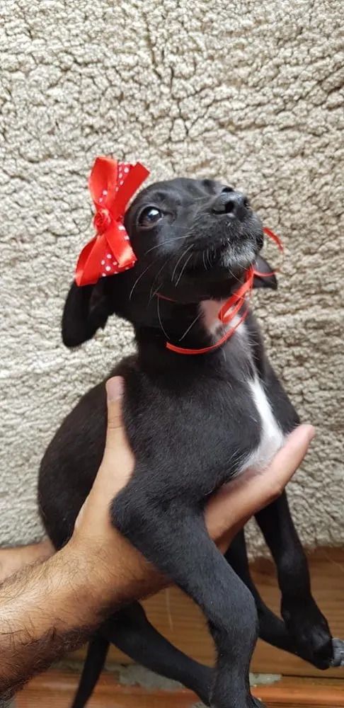 Cachorro ra a SRD idade 2 a 6 meses nome Princess