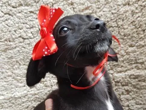 Cachorro ra a SRD idade 2 a 6 meses nome Princess