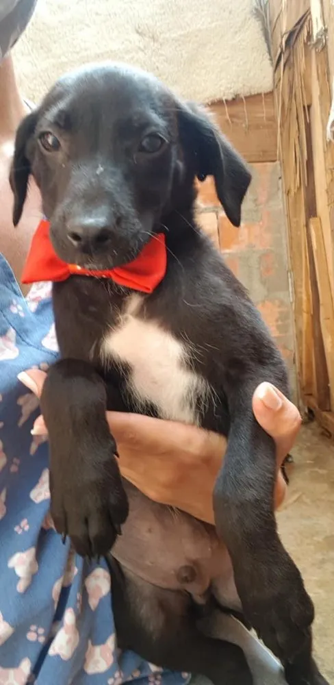 Cachorro ra a SRD idade 2 a 6 meses nome Blue