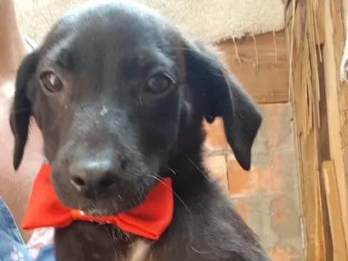 Cachorro ra a SRD idade 2 a 6 meses nome Blue