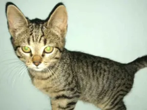 Gato raça  idade 2 a 6 meses nome Filhotes 