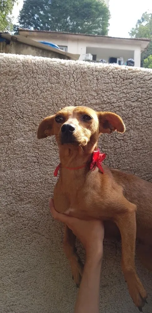 Cachorro ra a SRD idade 2 anos nome Catarina