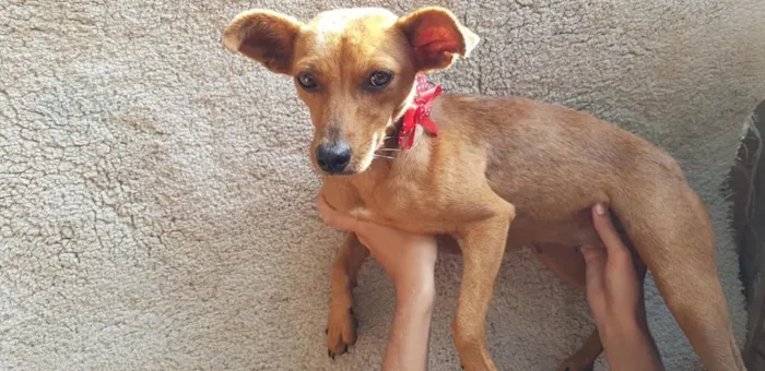 Cachorro ra a SRD idade 2 anos nome Catarina