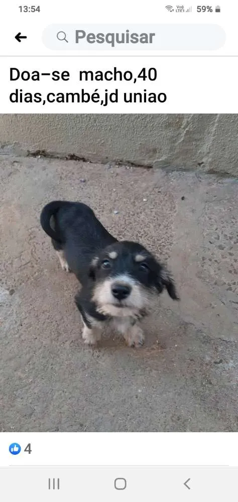 Cachorro ra a Desconhecido idade Abaixo de 2 meses nome Sem  nome