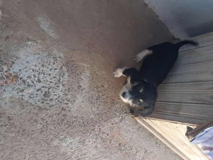 Cachorro ra a Desconhecido idade Abaixo de 2 meses nome Sem  nome