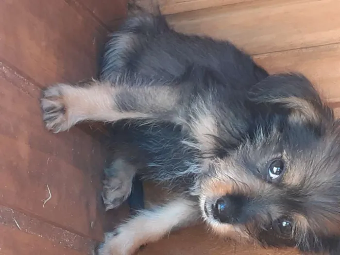 Cachorro ra a Desconhecido idade Abaixo de 2 meses nome Sem nome