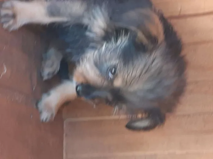 Cachorro ra a Desconhecido idade Abaixo de 2 meses nome Sem nome