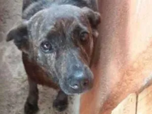 Cachorro raça SRD idade 3 anos nome Suzy