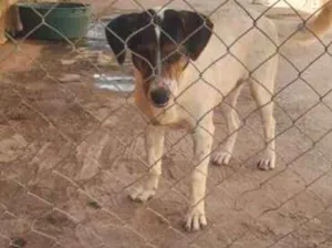 Cachorro raça SRD idade 1 ano nome Diana