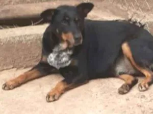 Cachorro raça SRD idade 5 anos nome Fred