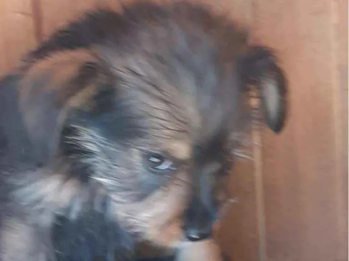 Cachorro ra a Desconhecido idade Abaixo de 2 meses nome Sem nome