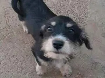 Cachorro ra a Desconhecido idade Abaixo de 2 meses nome Sem  nome