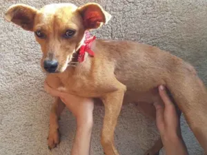 Cachorro raça SRD idade 2 anos nome Catarina