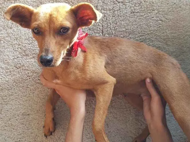Cachorro ra a SRD idade 2 anos nome Catarina