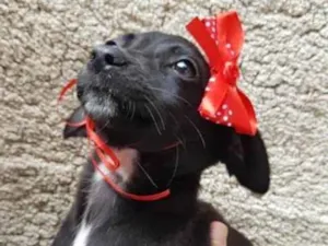 Cachorro raça SRD idade 2 a 6 meses nome Princess