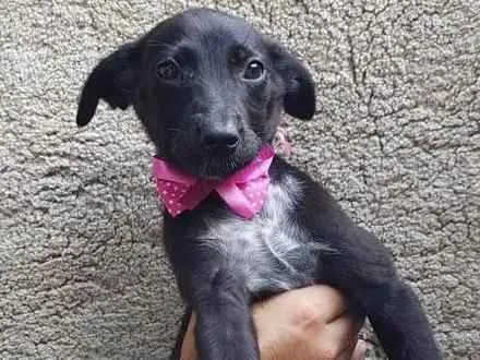 Cachorro ra a SRD idade 2 a 6 meses nome Pink
