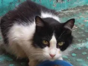 Gato raça  idade 5 anos nome Binho