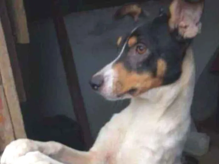 Cachorro ra a Vira lata idade 1 ano nome Romeu