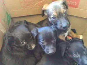 Cachorro raça SRD idade 2 a 6 meses nome FILHOTES Virna