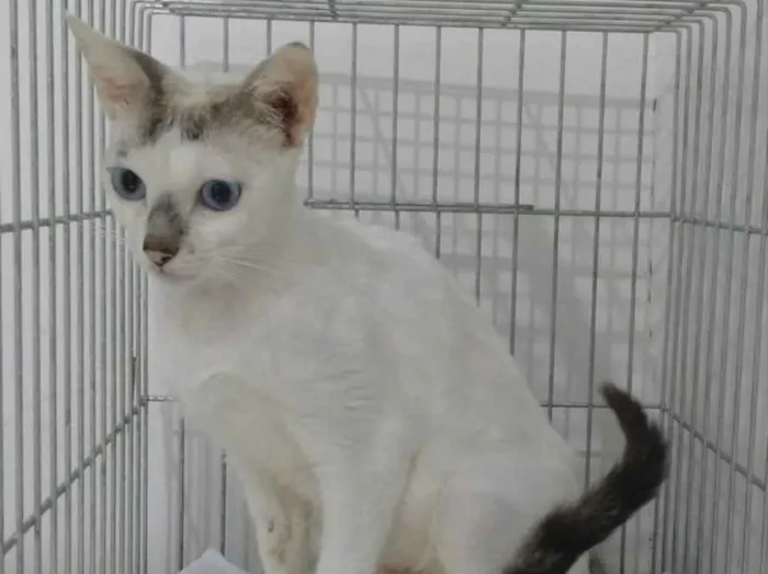 Gato ra a Srd idade 1 ano nome Catarina