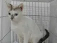 Catarina