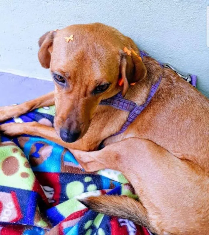 Cachorro ra a Srd idade 1 ano nome Babi