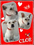 Cloe