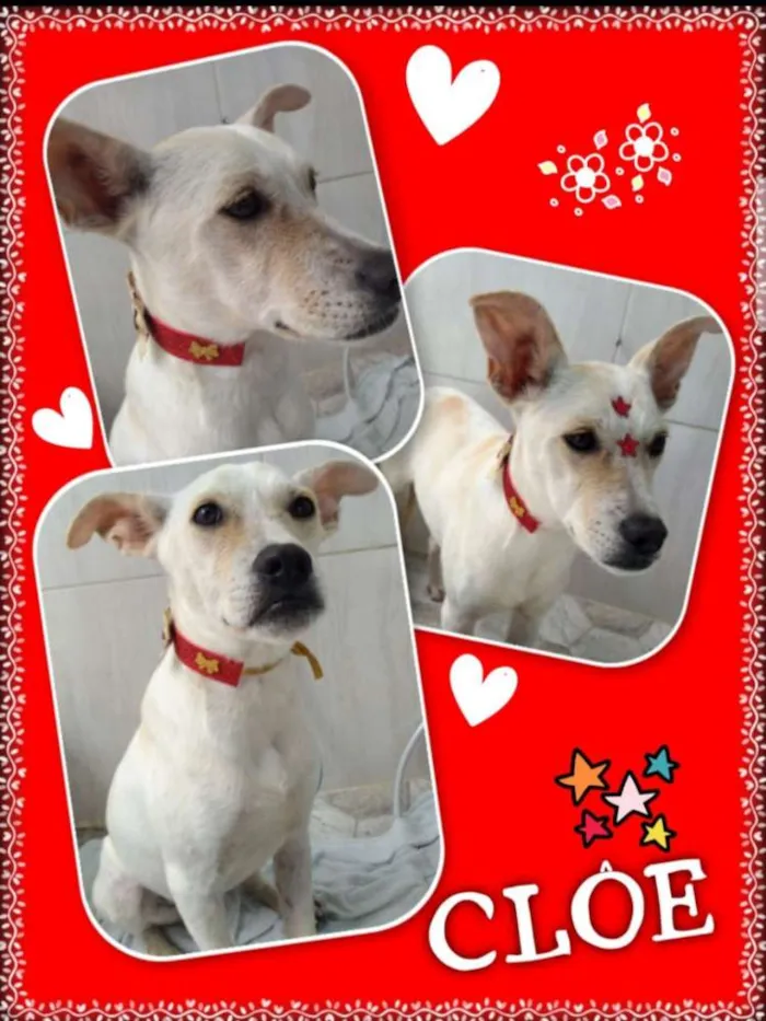 Cachorro ra a Srd idade 1 ano nome Cloe