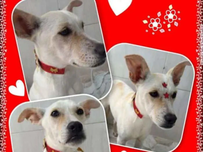 Cachorro ra a Srd idade 1 ano nome Cloe