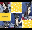 Pedrita