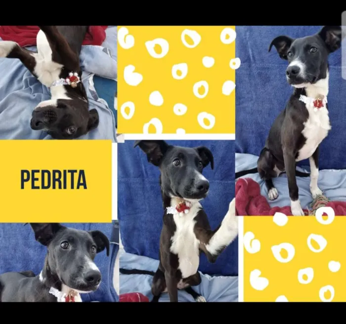 Cachorro ra a Srd idade 7 a 11 meses nome Pedrita