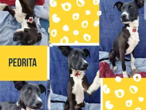 Cachorro raça Srd idade 7 a 11 meses nome Pedrita