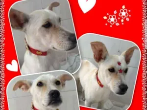 Cachorro raça Srd idade 1 ano nome Cloe
