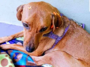 Cachorro raça Srd idade 1 ano nome Babi