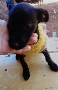 Belinha